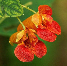 Load image into Gallery viewer, Jewelweed Oil + Balm