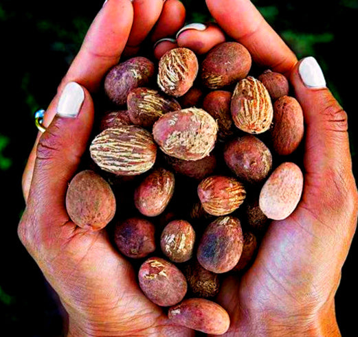 Nilotica Shea Butter