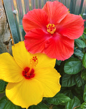 Load image into Gallery viewer, vibrant yellow and pink hibiscus flowers
