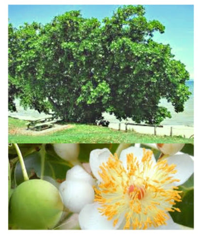 Tamanu Oil for Scars, Acne, Redness